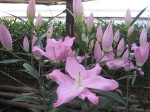 [CAMAIORE CH 1820 121122.JPG]